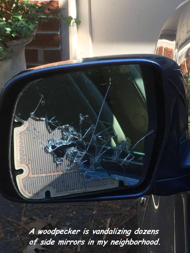 daily picdump 98 pics 13.html - 98 HD Photos | Premium Gallery 2017