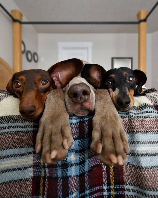 daily picdump 98 pics 13.html - 98 HD Photos | Premium Gallery 2017