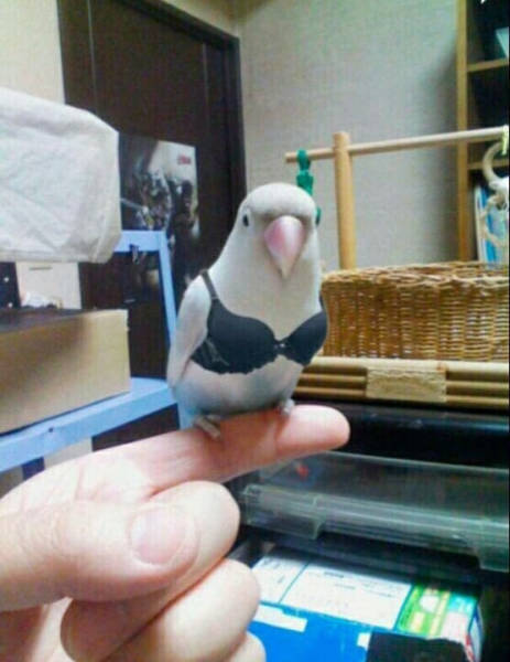 funny picdump 54 pics 13.html - 54 HD Photos | Premium Gallery 2017