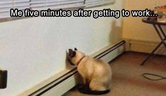 funny picdump 54 pics 13.html - 54 HD Photos | Premium Gallery 2017