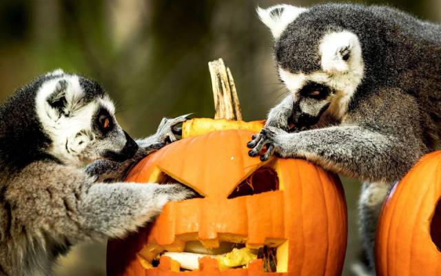 daily picdump weekend edition 73 pics 24.html - 73 HD Photos | Premium Gallery 2017