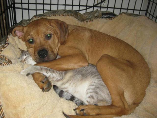 Cats And Dogs Together Are An Explosive Mix