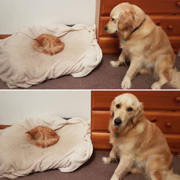 Cats And Dogs Together Are An Explosive Mix