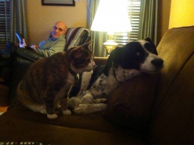 Cats And Dogs Together Are An Explosive Mix