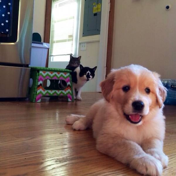 Cats And Dogs Together Are An Explosive Mix