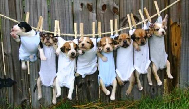 Daily Picdump