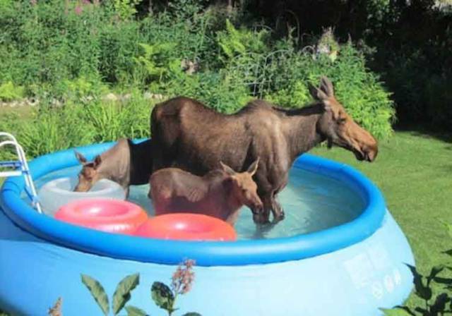 daily picdump 97 pics 45.html - 97 HD Photos | Premium Gallery 2017