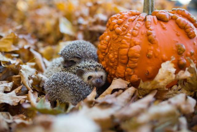 daily picdump 90 pics 28.html - 90 HD Photos | Premium Gallery 2017