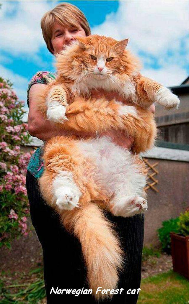 Daily Picdump [WEEKEND EDITION]