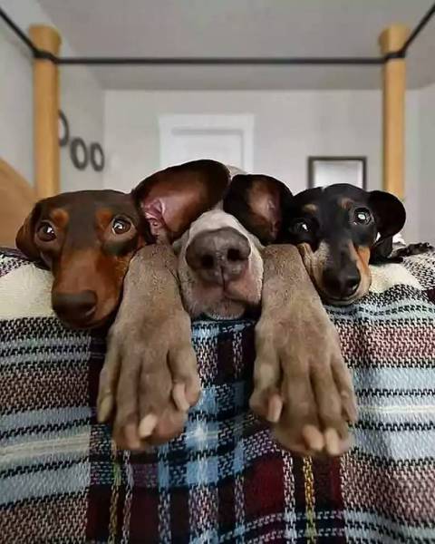 daily picdump 80 pics 28.html - 80 HD Photos | Premium Gallery 2017