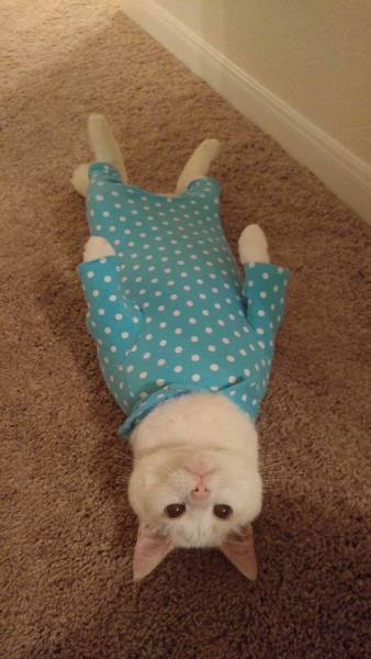 Comfort Is What We All Need