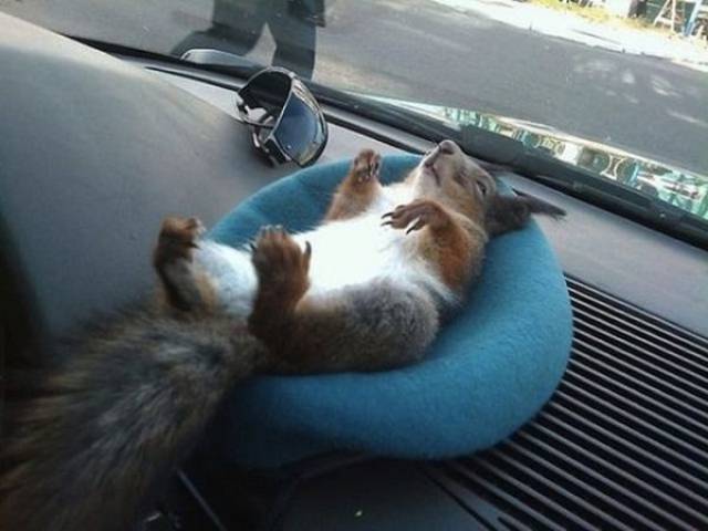 Comfort Is What We All Need