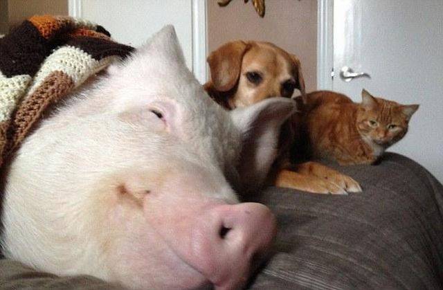 daily picdump 104 pics 44.html - 104 HD Photos | Premium Gallery 2017