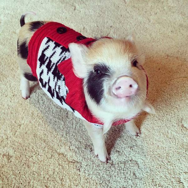 daily picdump weekend edition 65 pics 30.html - 65 HD Photos | Premium Gallery 2017