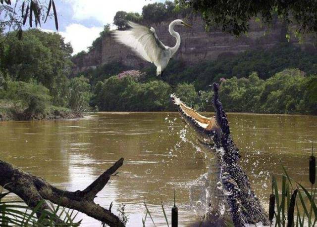 Daily Picdump