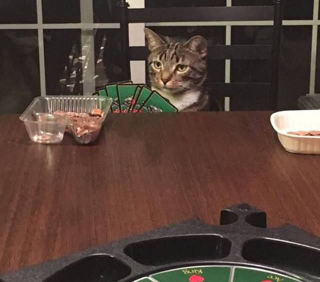 Daily Picdump