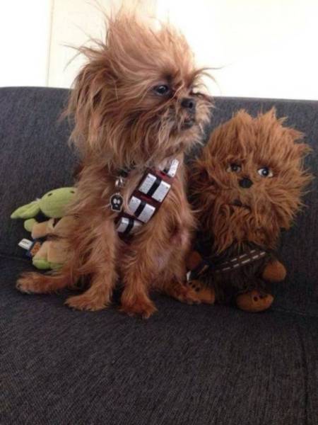 daily picdump weekend edition 50 pics 18.html - 50 HD Photos | Premium Gallery 2017