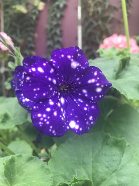 daily picdump weekend edition 50 pics 18.html - 50 HD Photos | Premium Gallery 2017