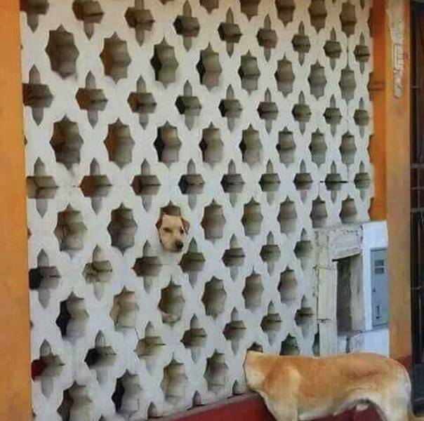 Morning Picdump