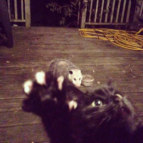 daily picdump 97 pics 12.html - 97 HD Photos | Premium Gallery 2017