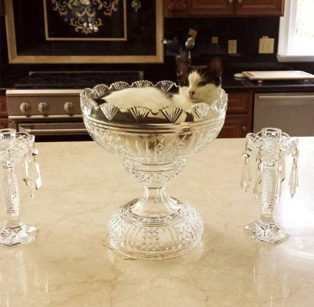 daily picdump 97 pics 12.html - 97 HD Photos | Premium Gallery 2017