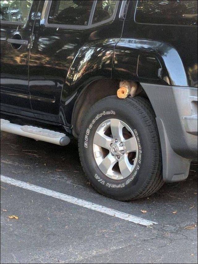 daily picdump 95 pics 35.html - 95 HD Photos | Premium Gallery 2017