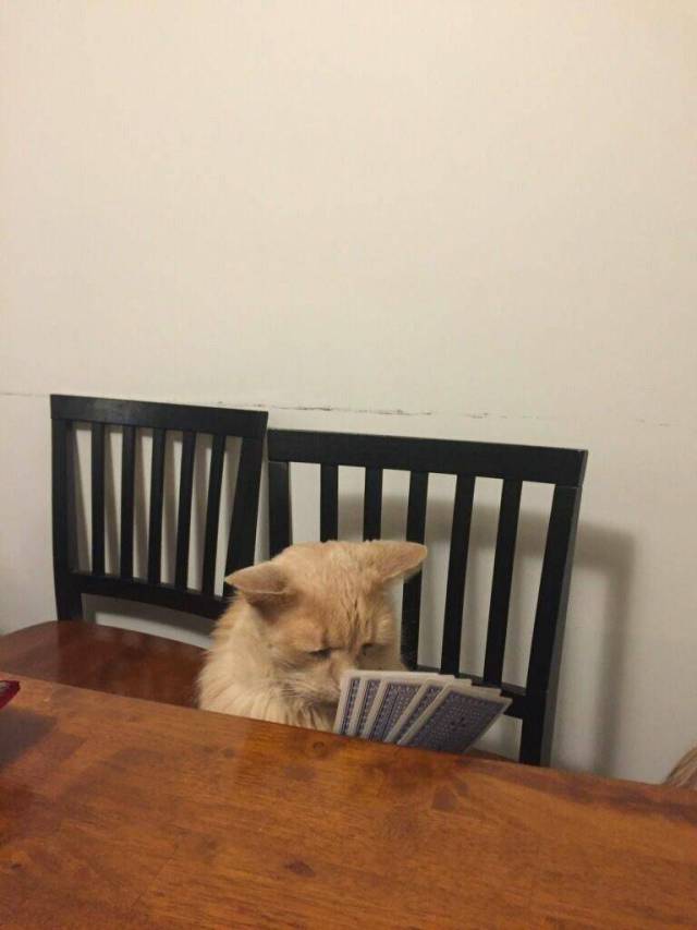 daily picdump weekend edition 60 pics 7.html - 60 HD Photos | Premium Gallery 2017