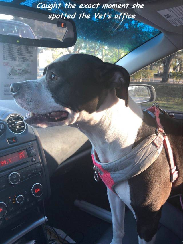 daily picdump 92 pics 17.html - 92 HD Photos | Premium Gallery 2017