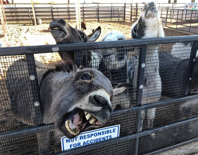 daily picdump weekend edition 66 pics 21.html - 66 HD Photos | Premium Gallery 2018