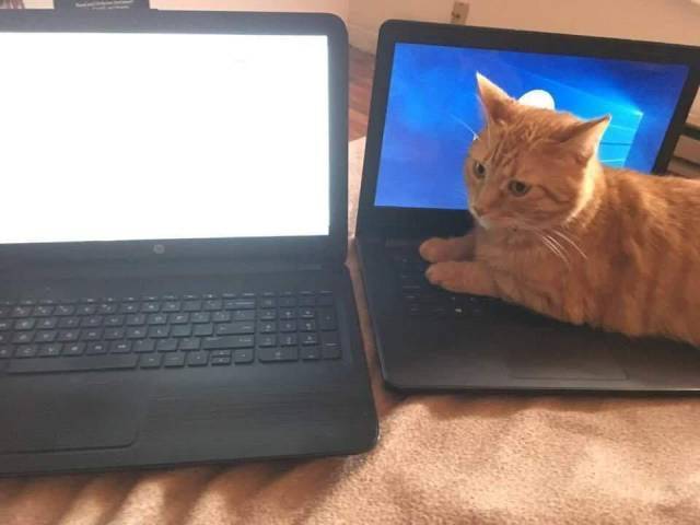 daily picdump 99 pics 41.html - 99 HD Photos | Premium Gallery 2018