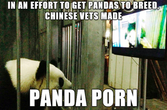 Some Rather Seducing Facts About Porn