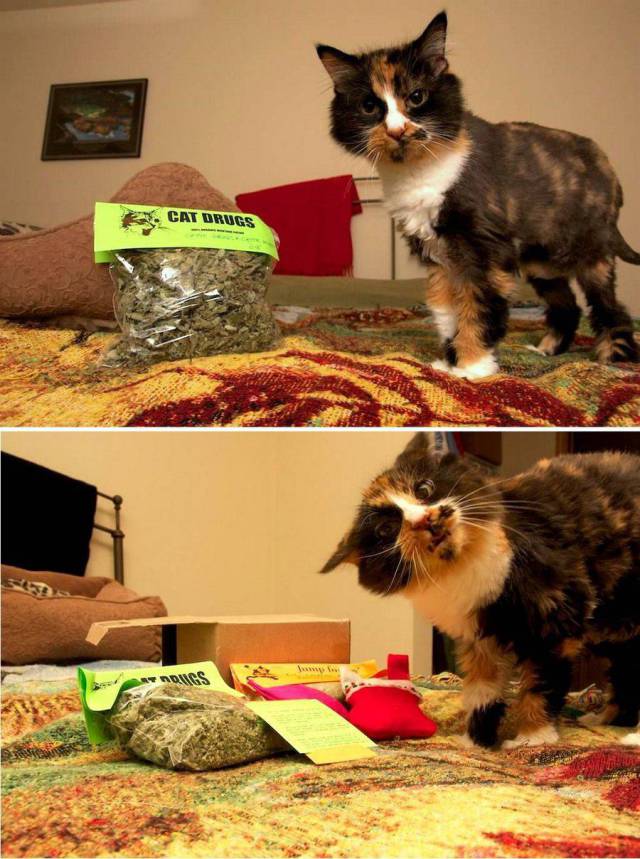 daily picdump 93 pics 31.html - 93 HD Photos | Premium Gallery 2018