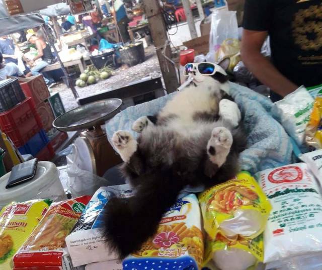 daily picdump weekend edition 51 pics 9.html - 51 HD Photos | Premium Gallery 2018