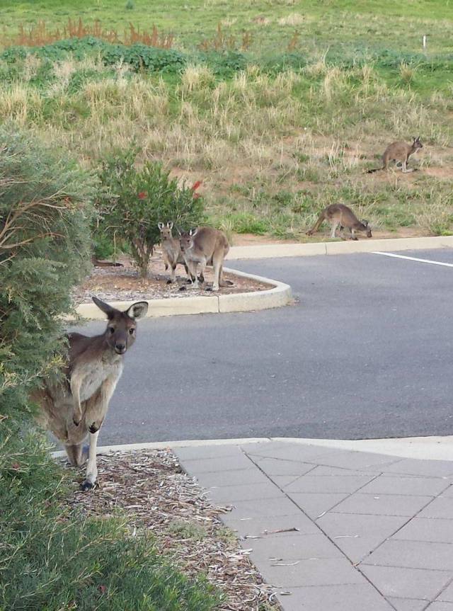 daily picdump 102 pics 41.html - 102 HD Photos | Premium Gallery 2018