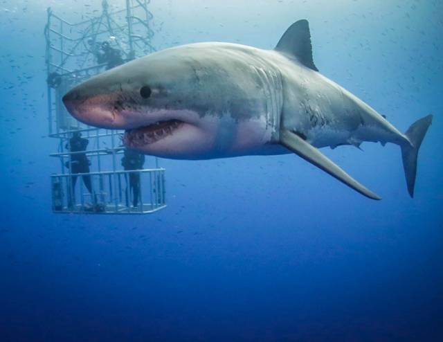 daily picdump 94 pics 27.html - 94 HD Photos | Premium Gallery 2018