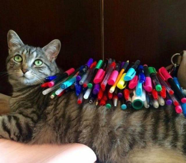 daily picdump 91 pics 8.html - 91 HD Photos | Premium Gallery 2018