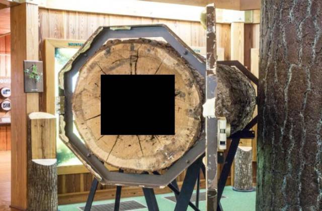 This Dog Got Stuck In A Tree Almost 60 Years Ago