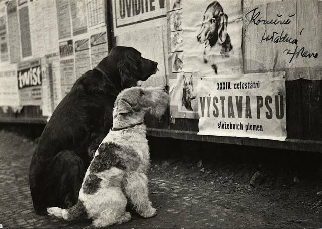 daily picdump 99 pics 12.html - 99 HD Photos | Premium Gallery 2018