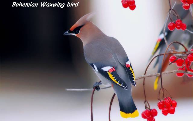 daily picdump weekend edition 67 pics 25.html - 67 HD Photos | Premium Gallery 2018