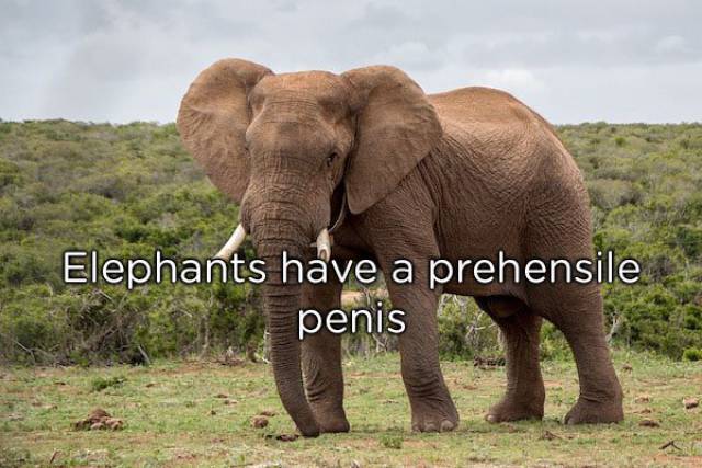 NSFW Facts You Should Probably Read Alone