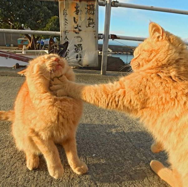 daily picdump 93 pics 42.html - 93 HD Photos | Premium Gallery 2018