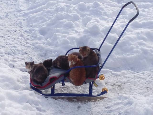 daily picdump 93 pics 42.html - 93 HD Photos | Premium Gallery 2018