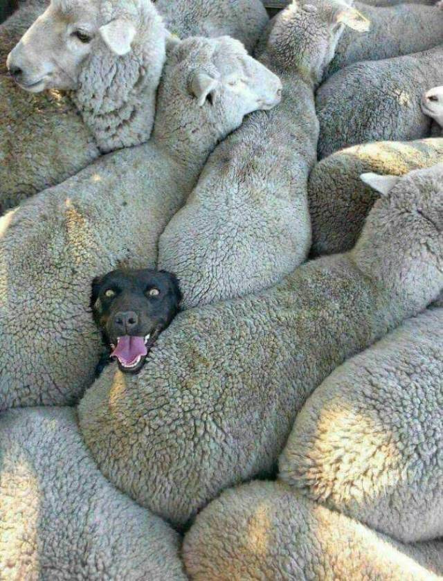 daily picdump weekend edition 72 pics 30.html - 72 HD Photos | Premium Gallery 2018