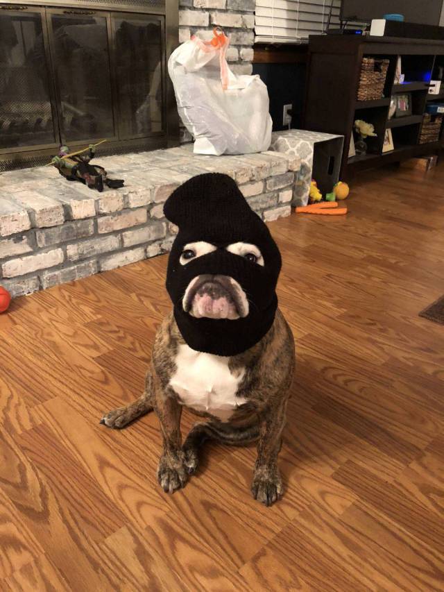 daily picdump weekend edition 72 pics 30.html - 72 HD Photos | Premium Gallery 2018