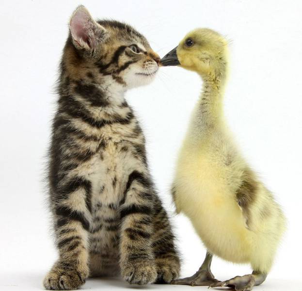 daily picdump 101 pics 11.html - 101 HD Photos | Premium Gallery 2018