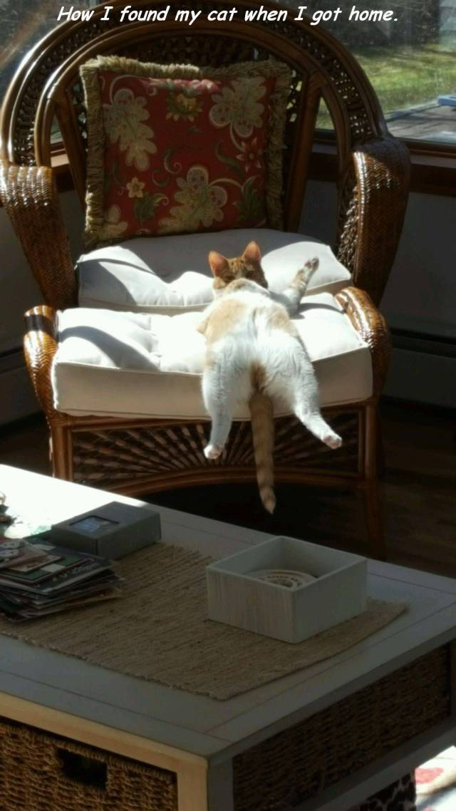 Daily Picdump