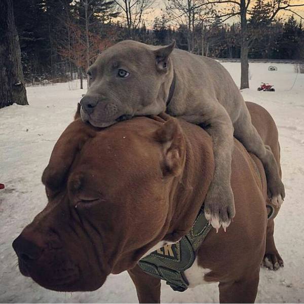 daily picdump 98 pics 35.html - 98 HD Photos | Premium Gallery 2018
