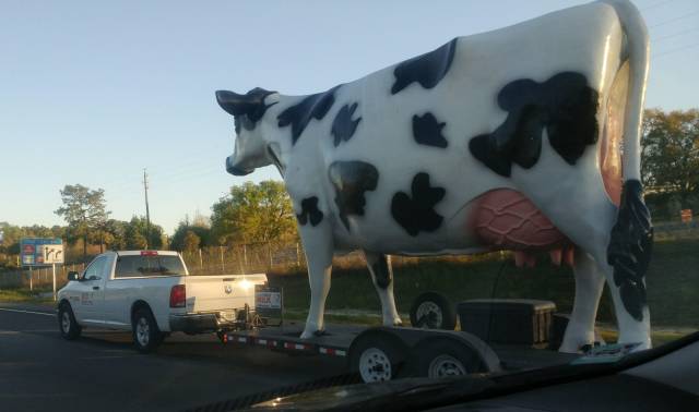 Daily Picdump