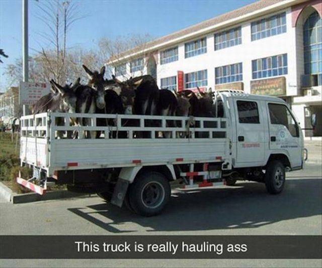 Daily Picdump