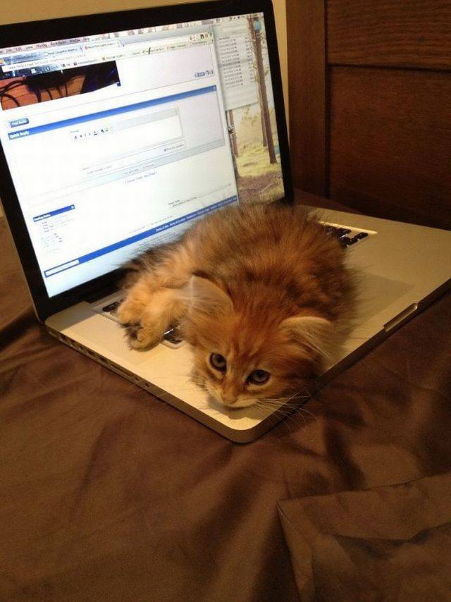 daily picdump 94 pics 15.html - 94 HD Photos | Premium Gallery 2018